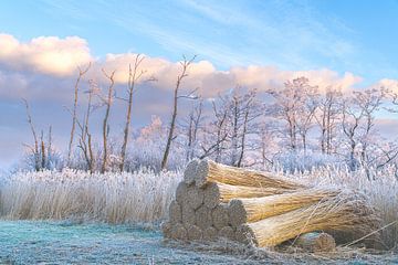 Aufsammeln von Schilf im Winter, Alde feanen, Friesland von Rudy Wagenaar