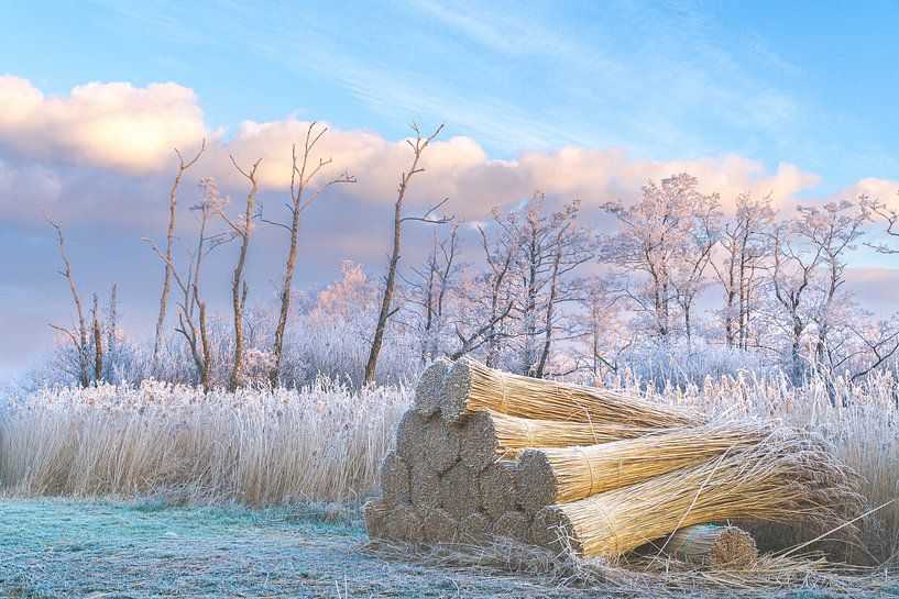 Aufsammeln von Schilf im Winter, Alde feanen, Friesland von Rudy Wagenaar