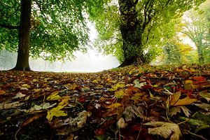 forever autumn von Dirk van Egmond