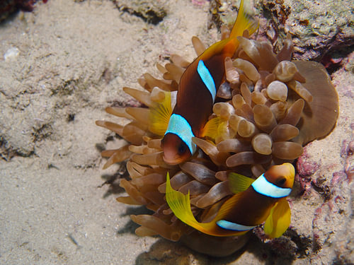nemo