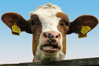 Cow number3416