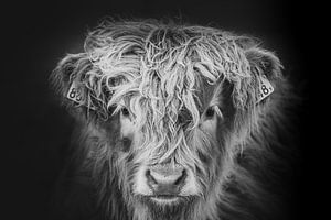 portrait en noir et blanc d'un montagnard écossais, veau sur M. B. fotografie