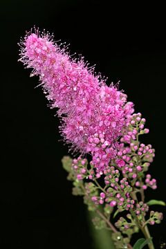 Bloem van het Theeboompje van Anne Ponsen