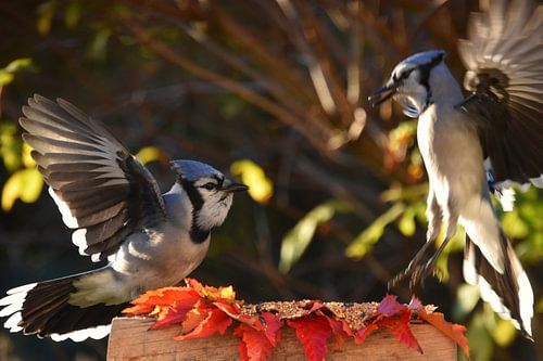 Blauwe gaaien bij de voederplaats in de tuin