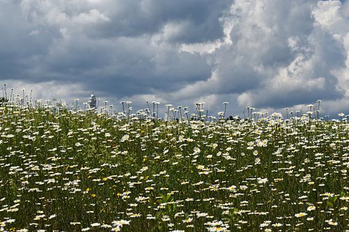 Een bloeiend veld onder een bewolkte hemel
