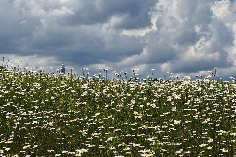 A blooming field under a cloudy sky by Claude Laprise