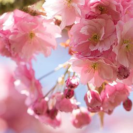 Roze lente bloesem van de appelboom van Nicole Nagtegaal