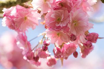 Roze lente bloesem van de appelboom van Nicole Nagtegaal