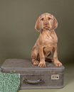 Draadhaar Vizsla, Hongaarse Pointer,  puppy zittend op koffer van Leoniek van der Vliet thumbnail