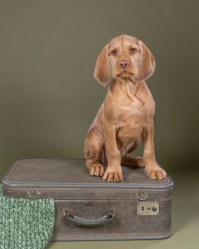 Draadhaar Vizsla, Hongaarse Pointer,  puppy zittend op koffer van Leoniek van der Vliet