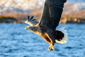 Aigle à queue blanche attrapant un poisson sur Sjoerd van der Wal Photographie