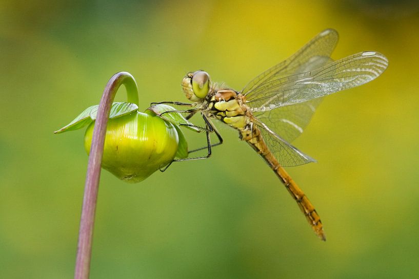 Brick red Heidelibel on flower by Jeroen Stel