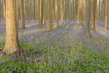 Field of shadows