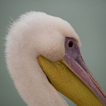 close-up pelikaan by Steven Symoens
