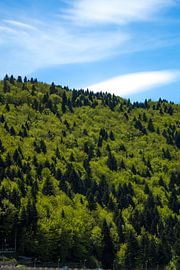 Kleurrijk von s Zenki