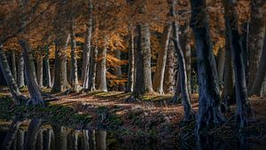 Indian Summer