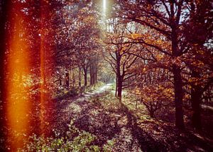 Autumn in the forest
