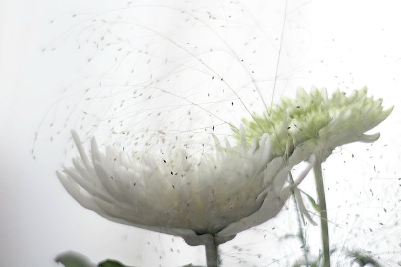 Herbstliche Blumen von Marianna Pobedimova