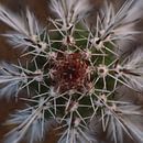 cactus mandala van Fraukje Vonk thumbnail