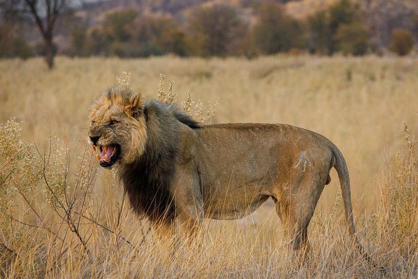 Namibia: ein Land der Extreme und atemberaubender Schönheit. von Patrick Fotografeert