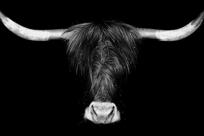 Bœuf des Highlands écossais par Ken Kühlbrandt