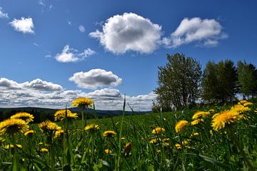 Wildflowers in spring by Claude Laprise