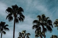 Palmtrees and blue sky | Tropical Travel Photography print | Palm trees blue sky backdrop Art Print 