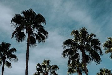 Palmbomen in de zomer | Landschap van AIM52 Shop