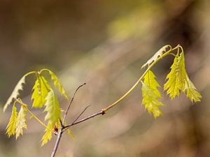 Lente in het bos