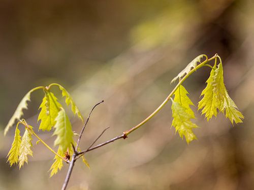 Spring in the forest