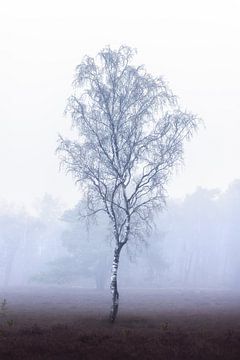 Einsame Birke im Nebel | Baum | minimalistisch von Laura Dijkslag