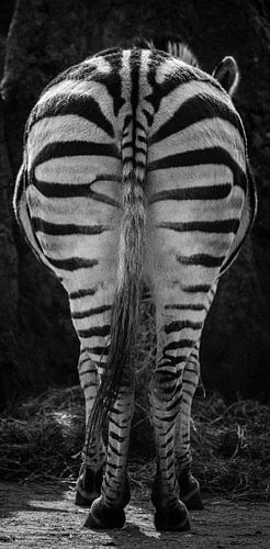 Billen als een Zebra