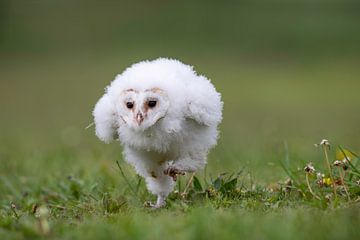 Junge Schleiereule. von Larissa Rand