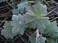 Aangeraakt door de winter.  Touched by Winter.