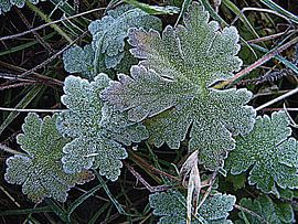 Aangeraakt door de winter.  Touched by Winter. sur Joke Schippers