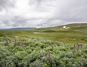 fleurs dans le parc national d'hallingskarvet en norvège sur anton havelaar