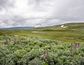 flowers in hallingskarvet national park in norway by anton havelaar