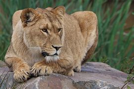 Focussed von RT Photography