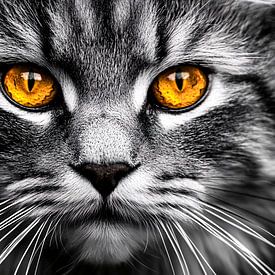 Cat's eyes in black and white contrast by Imperial Art House