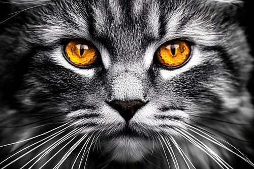 Kattenogen in zwart-wit contrast