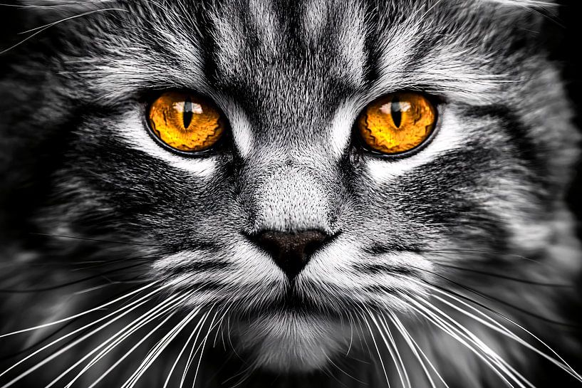 Cat's eyes in black and white contrast by Imperial Art House