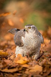 Goshawk in autumn leaves by Durk-jan Veenstra