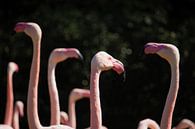 Flamingo-bijeenkomst van Ruud Jansen thumbnail