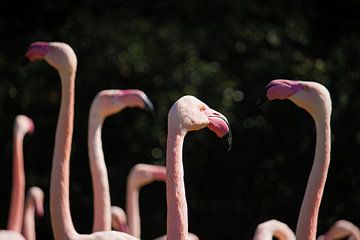 Flamingo-Treffen von Ruud Jansen
