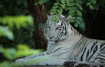 Tigre blanc sur Frank Smedts