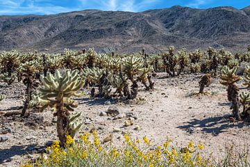 Cholla-cactustuin van Joseph S Giacalone Photography