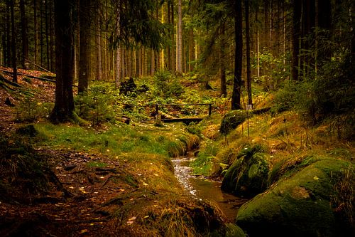 Magical light by a stream in a forest with spruce trees