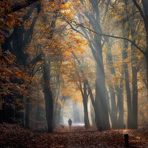 Wandelaar met hond in herfstbos