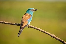 Rouleau, Rouleau européen, Coracias garrulus