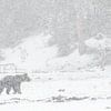 Grizzly bear in falling snow | Yellowstone National Park by Dennis en Mariska